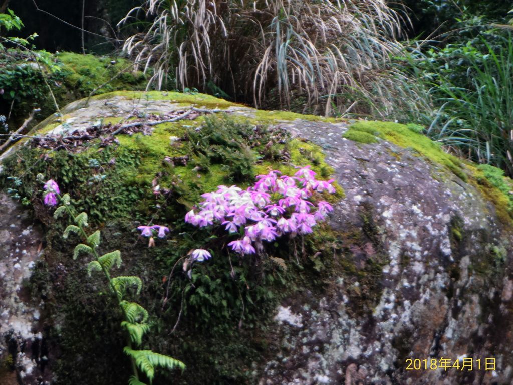 加里山2018/04/08_306194