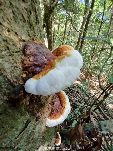 【台中和平】2022「谷關七雄，慢旅台中」登山活動認證。七雄中唯一有瀑布景觀~ 唐麻丹山x蝴蝶谷瀑布_1775962