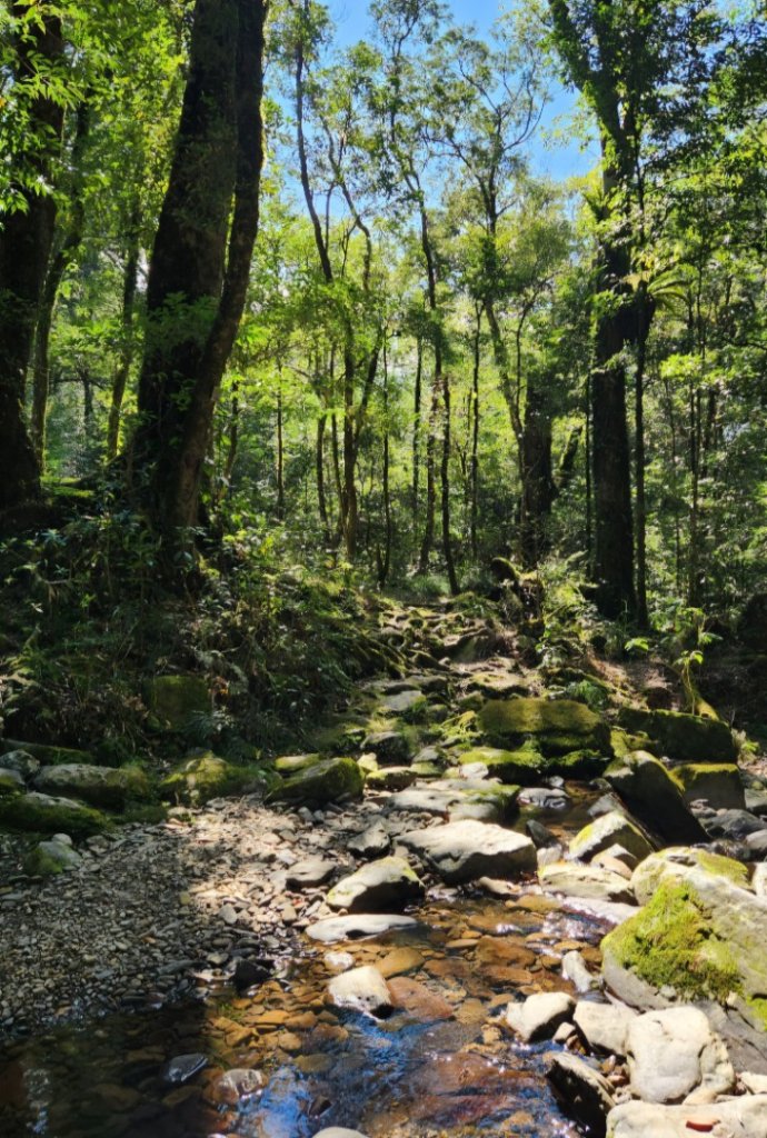 【中級山】插天山的奇幻世界，赫威山，赫威神木群步道_2741268