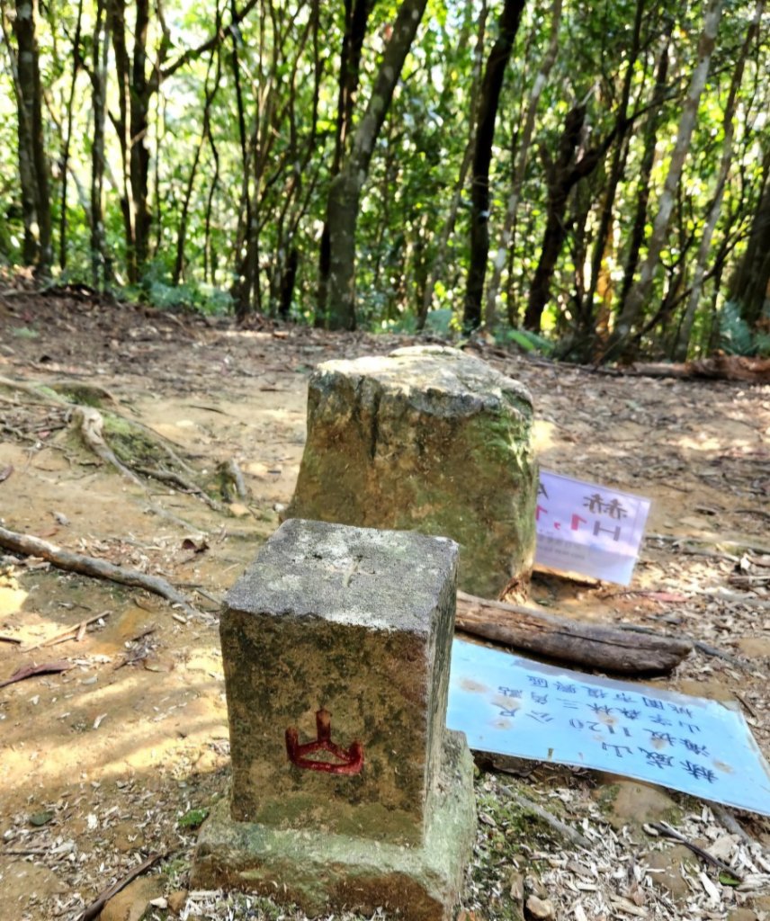 【中級山】插天山的奇幻世界，赫威山，赫威神木群步道_2741275