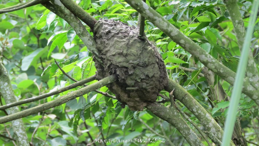 《苗栗》桐花茶園｜四月雪小徑登慈濟山三義山20250427_2771292