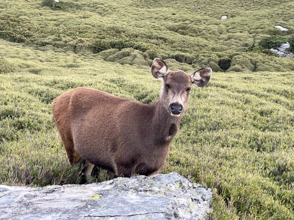 奇萊東稜 20241019-1025_2641776