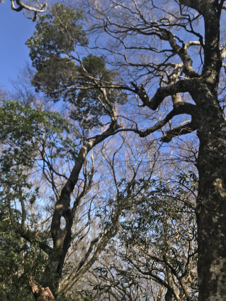 內鳥嘴山→ 那結山→ 外鳥嘴山 O形縱走_1261851