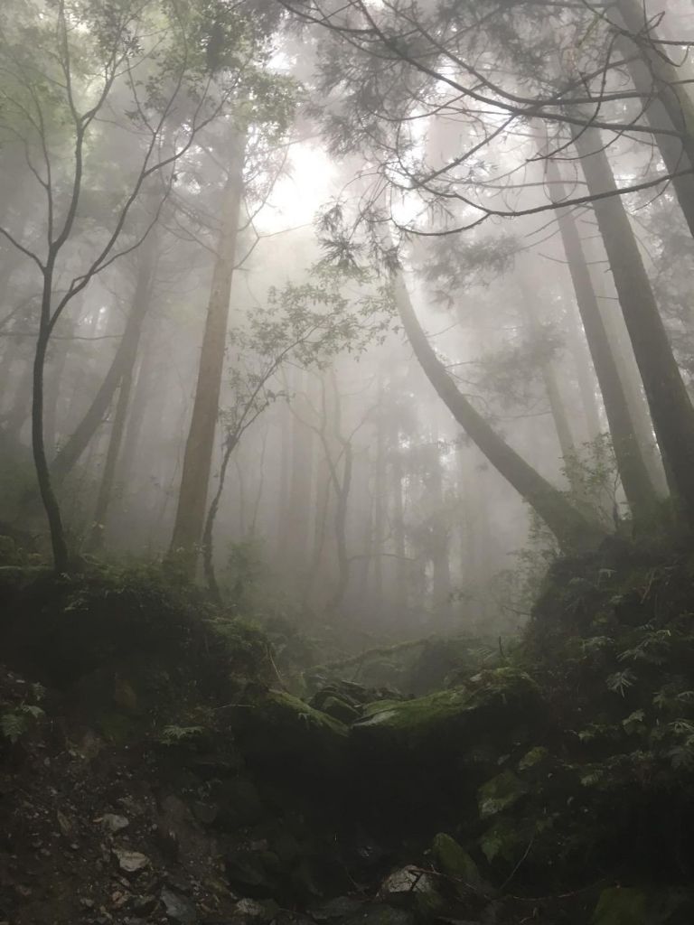 觀霧檜山巨木森林步道_171747