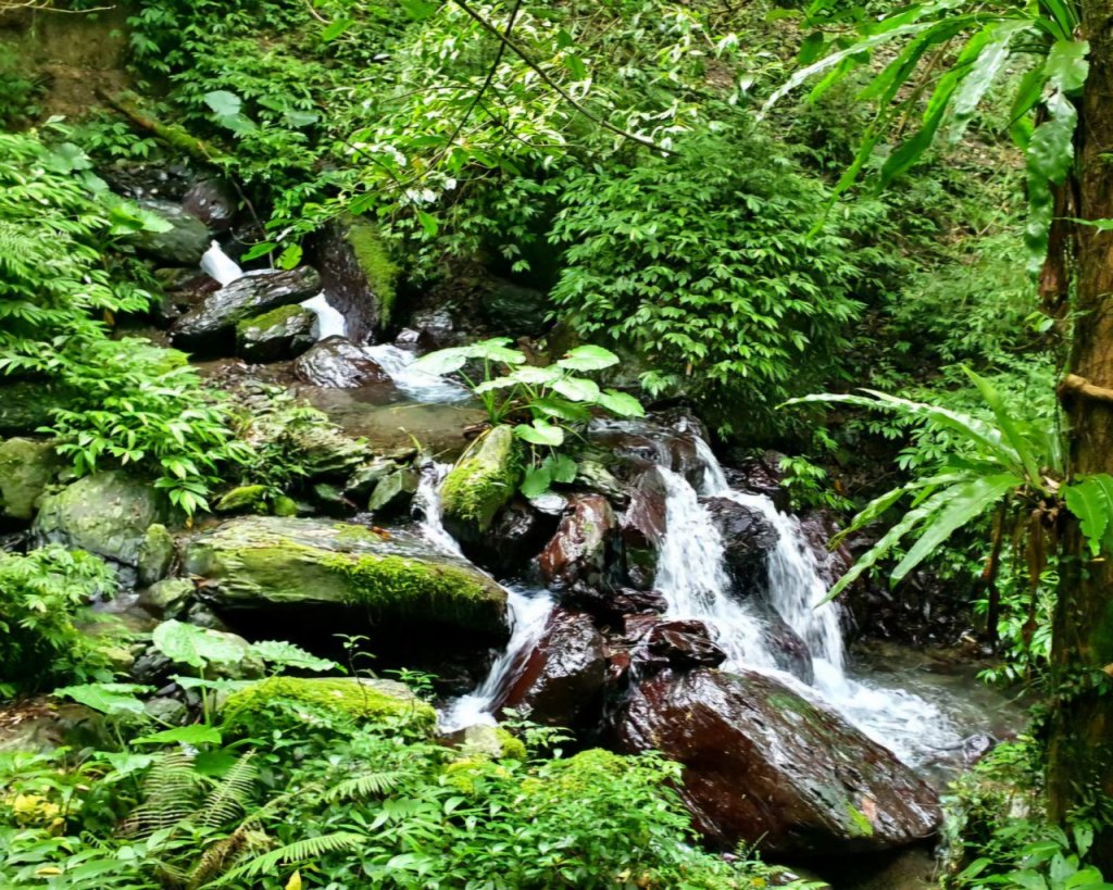【中級山】宜蘭抹茶山（三角崙山），聖母登山步道，五峰旗瀑布_2741056