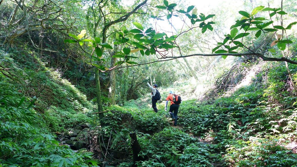 貢寮虎子山古道、龜媽坑古道O型_122297