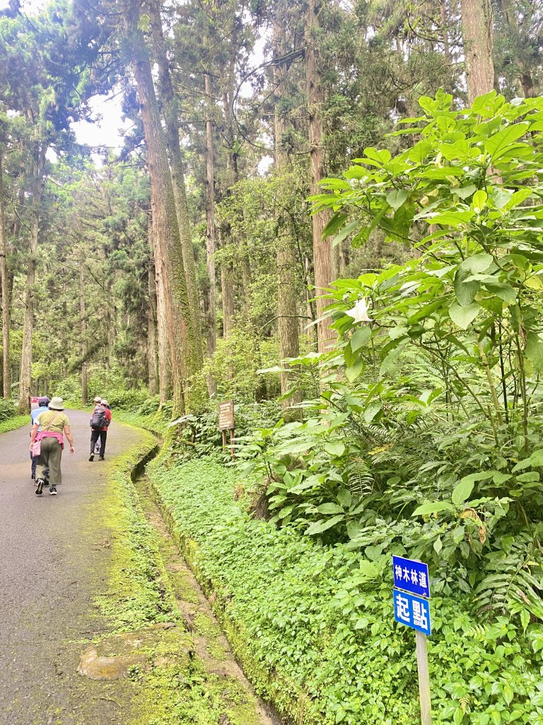 溪頭散步悠遊    2024.5.20_2517681