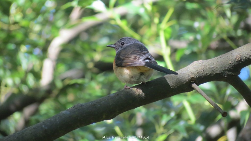 《台中》落雨松季｜石岡挑物古道O繞下情人木橋20250112_2687639
