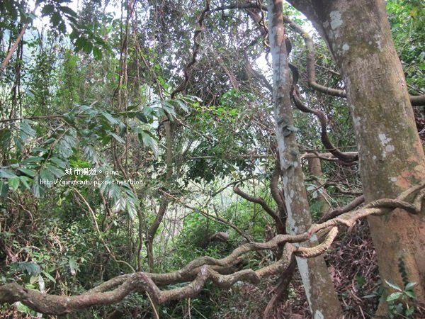 新竹峨眉~獅頭山 藤坪步道封面圖