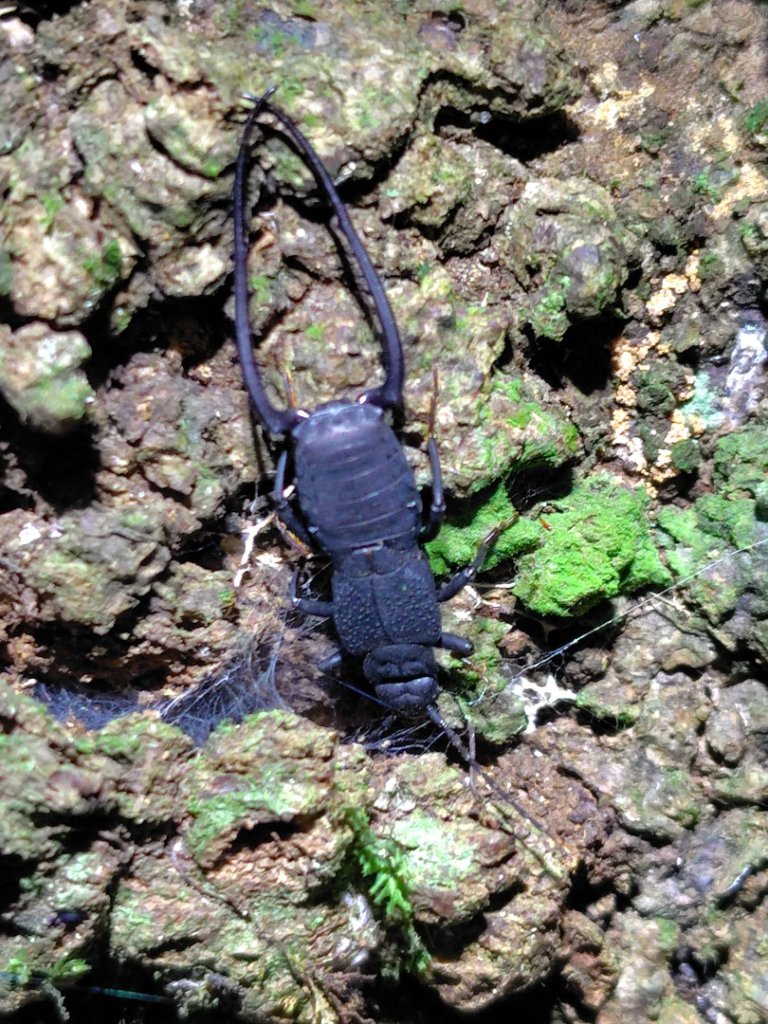 南東眼山連走有勝山_2918712