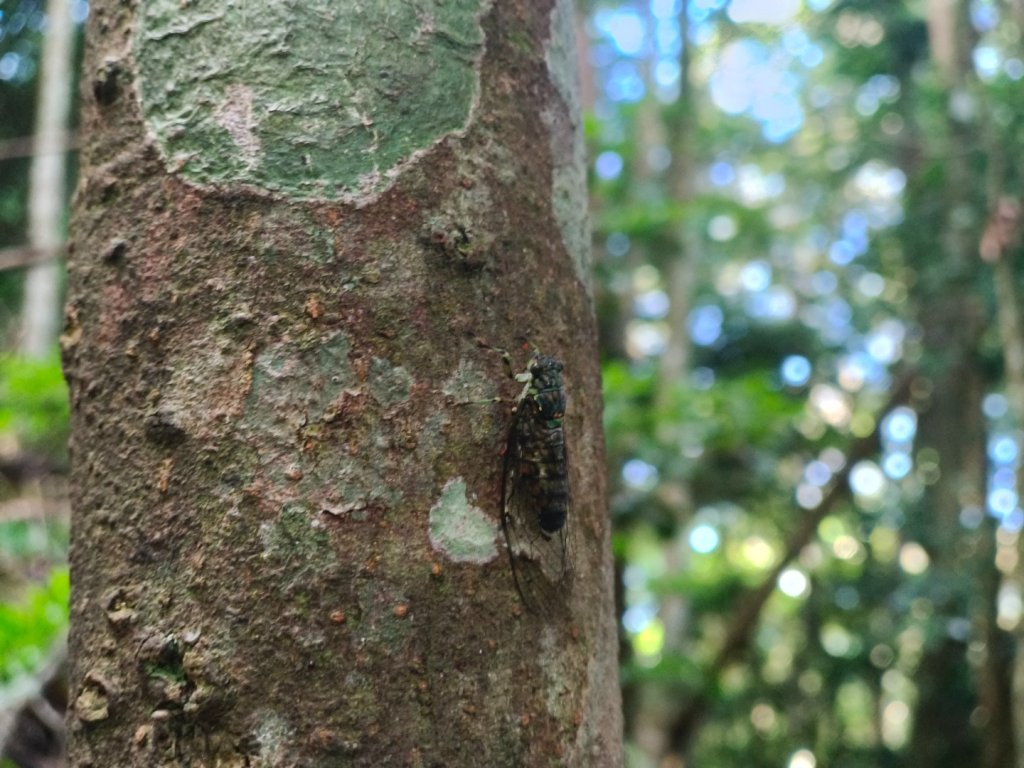 大混李棟山_2816336