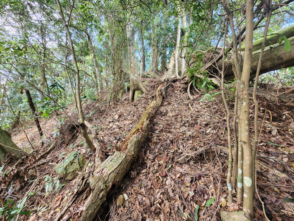 20250319大窩浪山_2771513