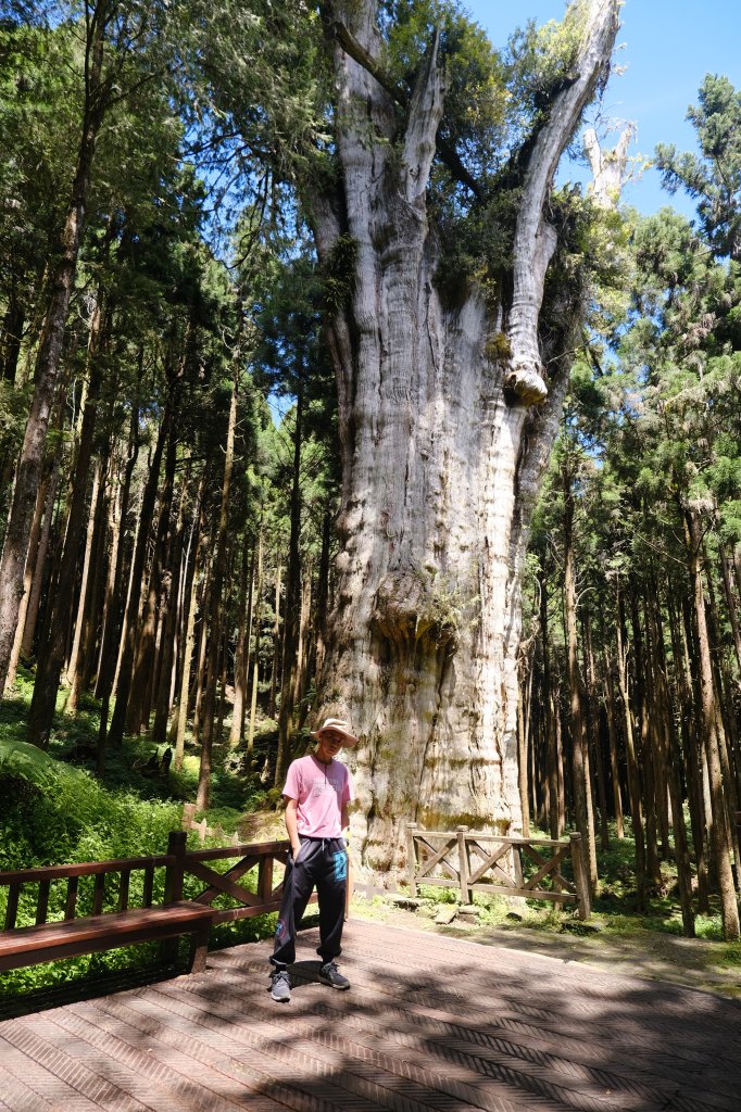 水山巨木步道_2041718