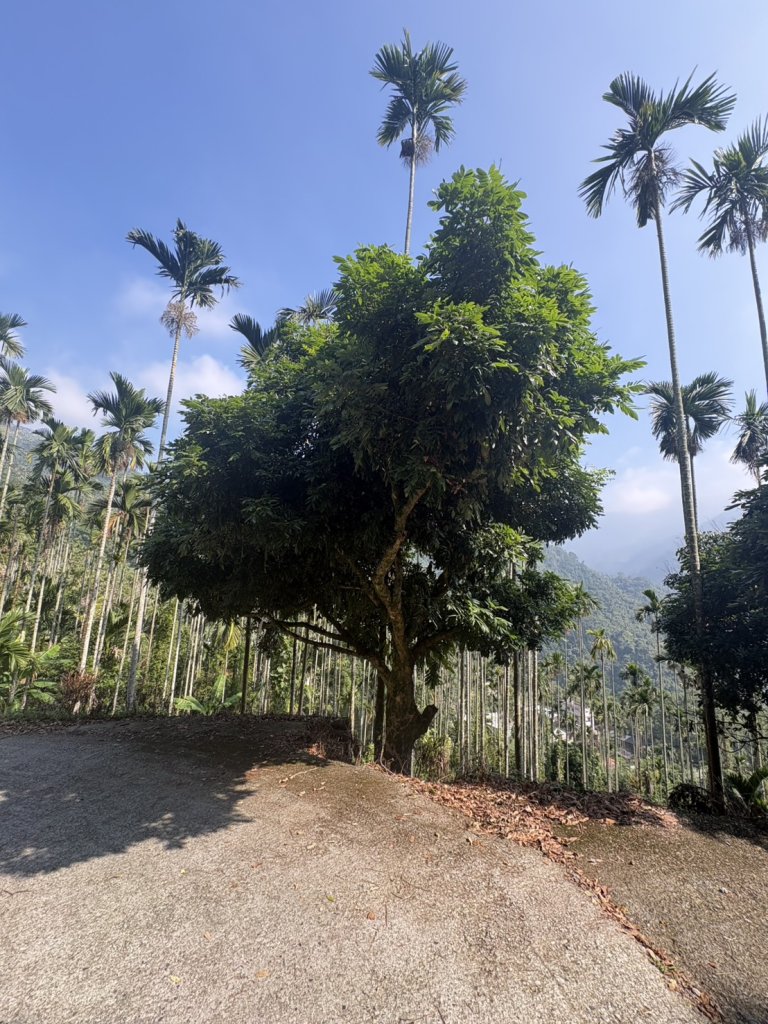 20251122獨立山國家步道+觀音石山+阿拔泉山_2944426