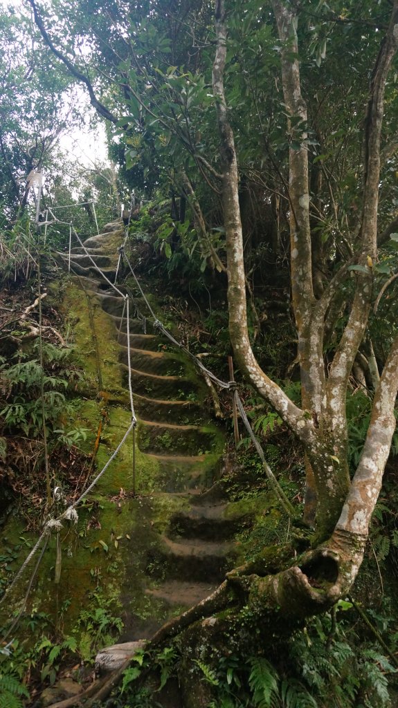三峽(長壽山)→土城(天上山) 縱走_1233153