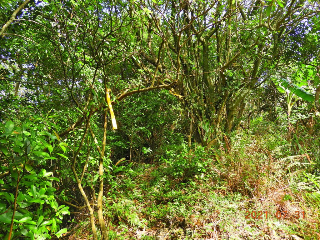 新北 瑞芳 苦命嶺(紅毛山)_1432485