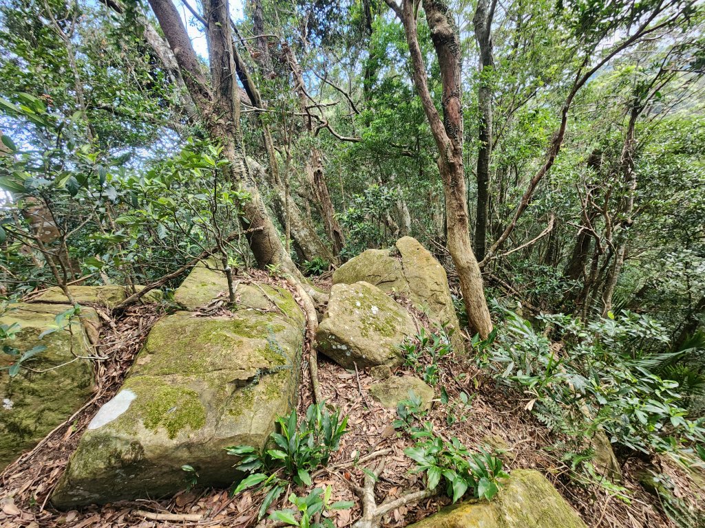 20251207火燒寮山熊空山竹坑山加九嶺O型_2966274