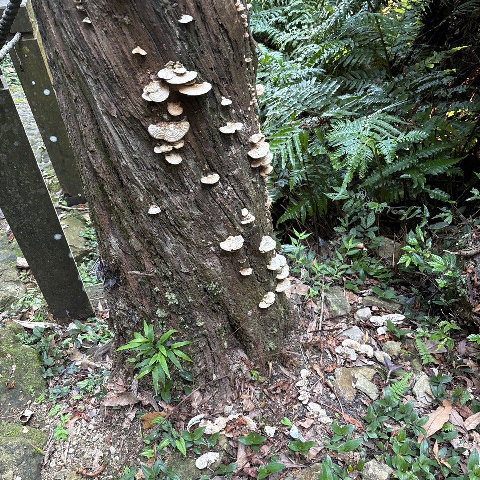 小百岳 - 汐止大尖山_2869342