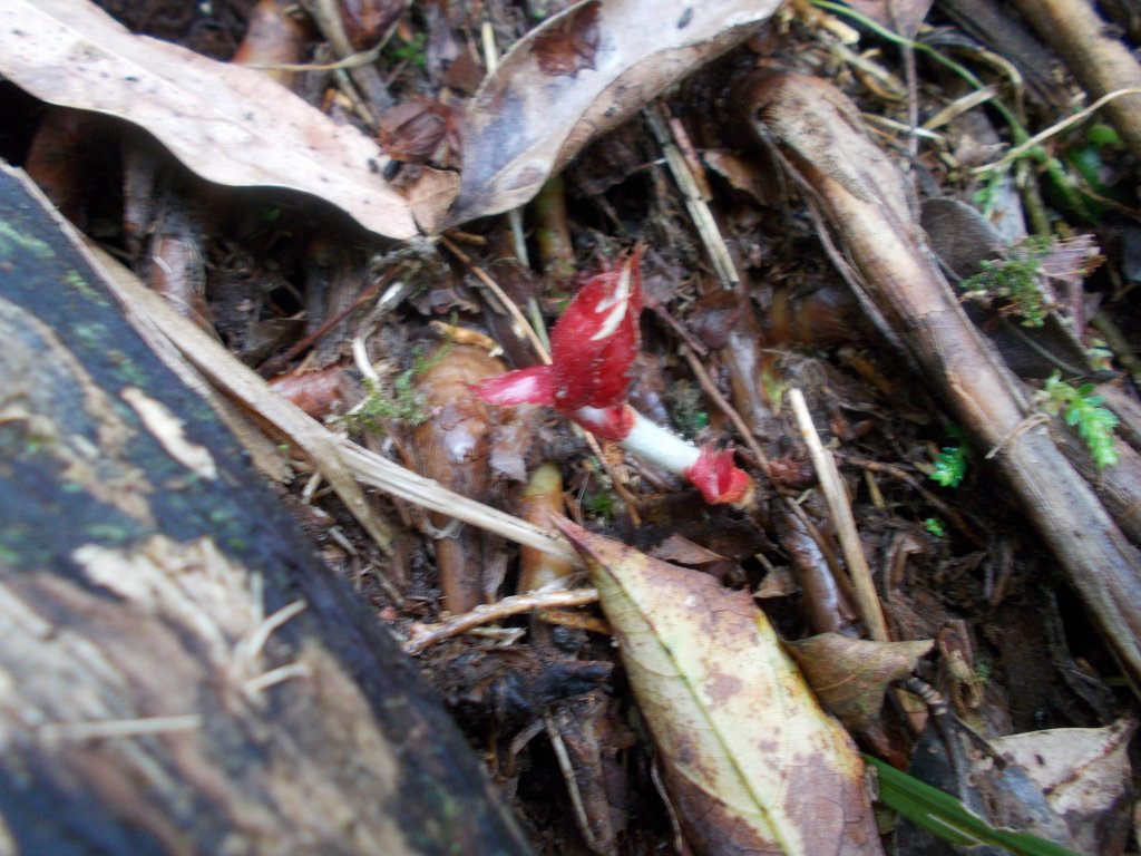 崙埤子山，紅柴林山，紅柴山，中嶺山，中嶺池，崙埤池_1437703