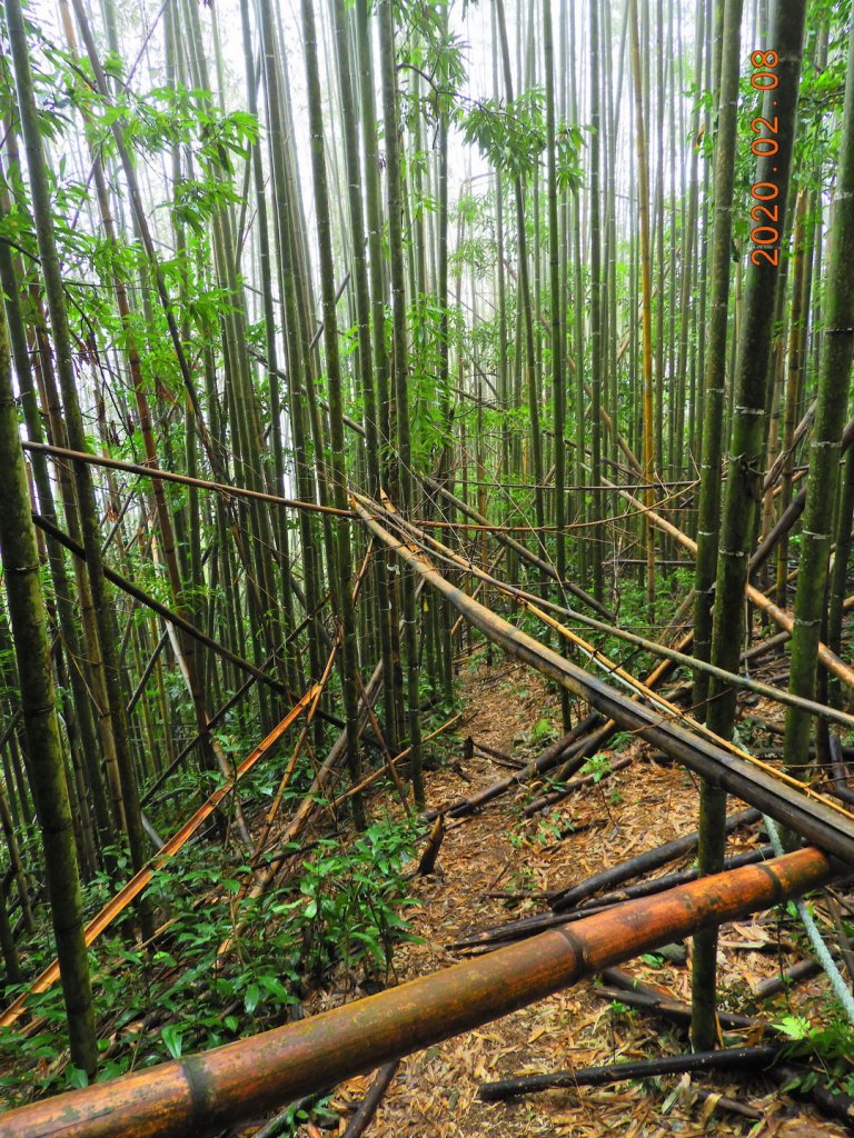 新竹 五峰 扇子排山_828394