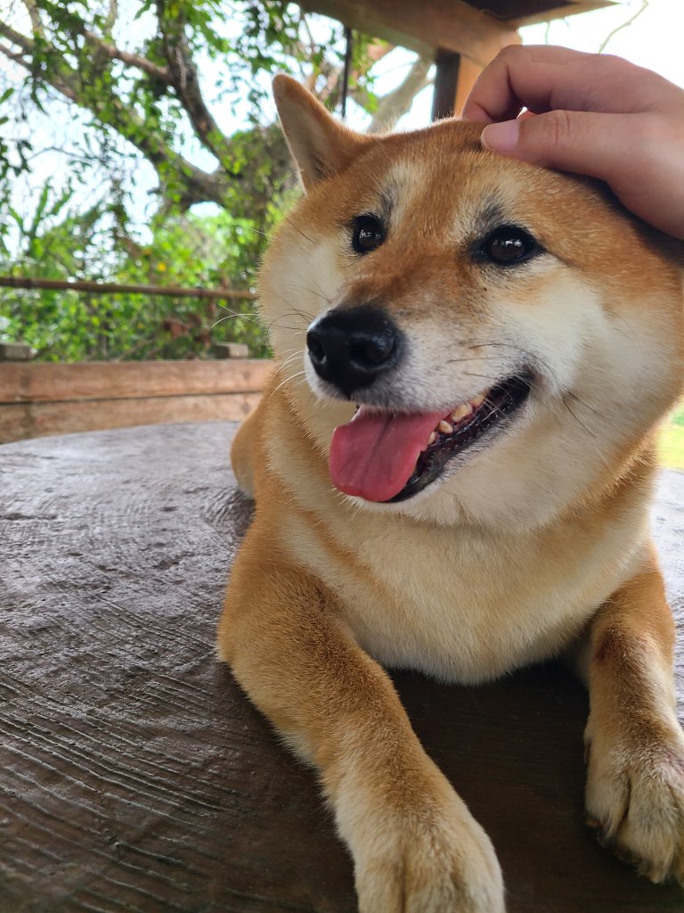 竹坑南寮登山步道~舒服山景封面圖