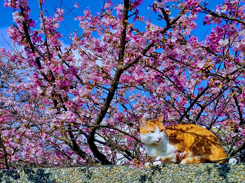 【2022櫻花季】陽明山平菁街櫻花季開跑_1586026