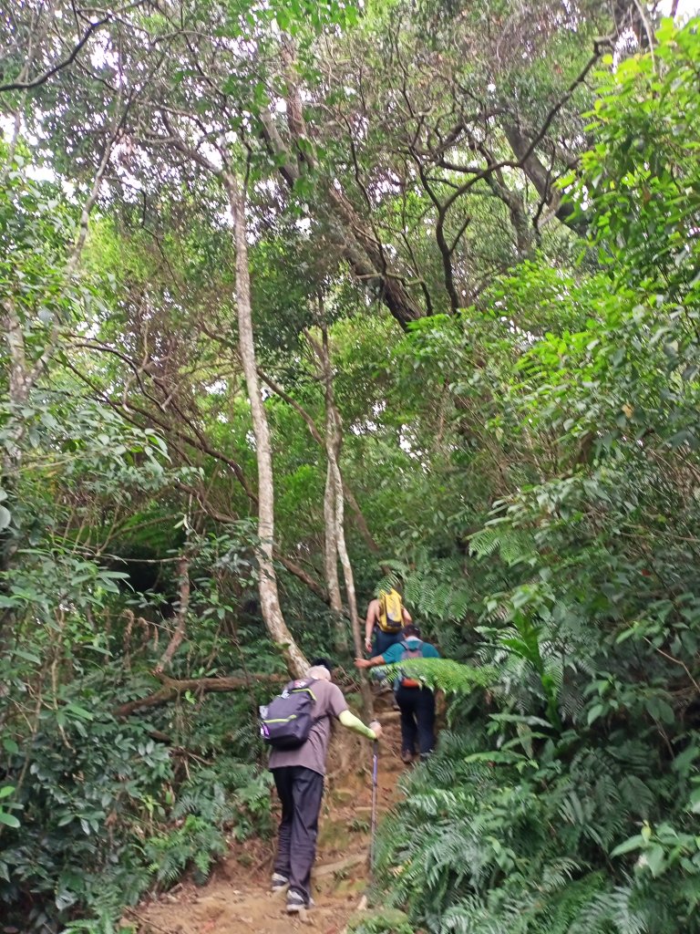 《桃園溪洲山、新溪洲山-原始幽靜、土石紛陳》【小百岳集起來】 #23 溪洲山步道(福山巖登山步道)_1868621