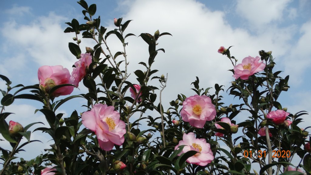 追花是簡單的快樂，賞花是恬淡的幸福3_819096