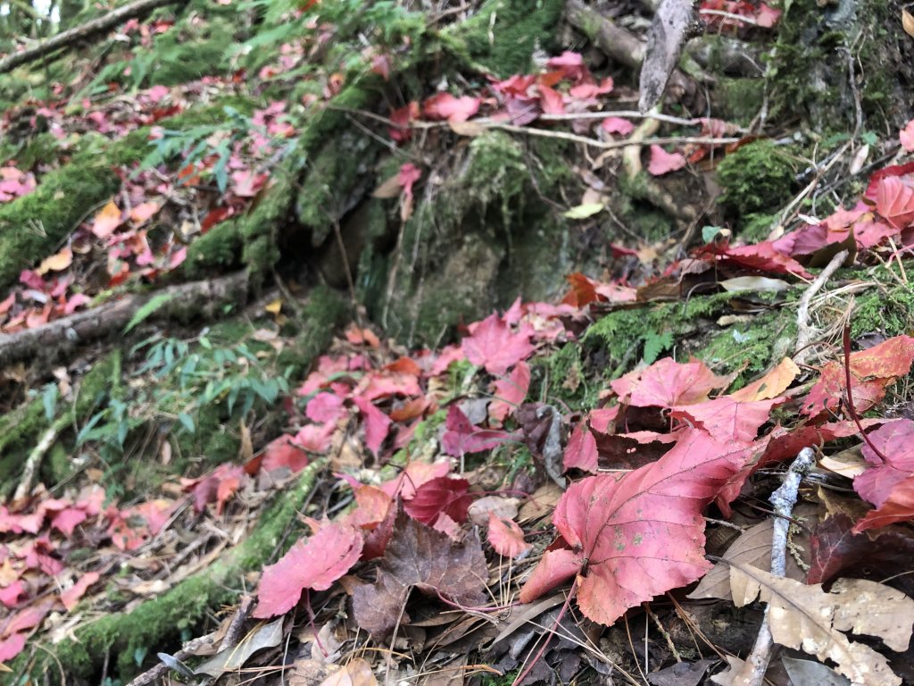 台中和平-鳶嘴/稍來賞楓趣_483512