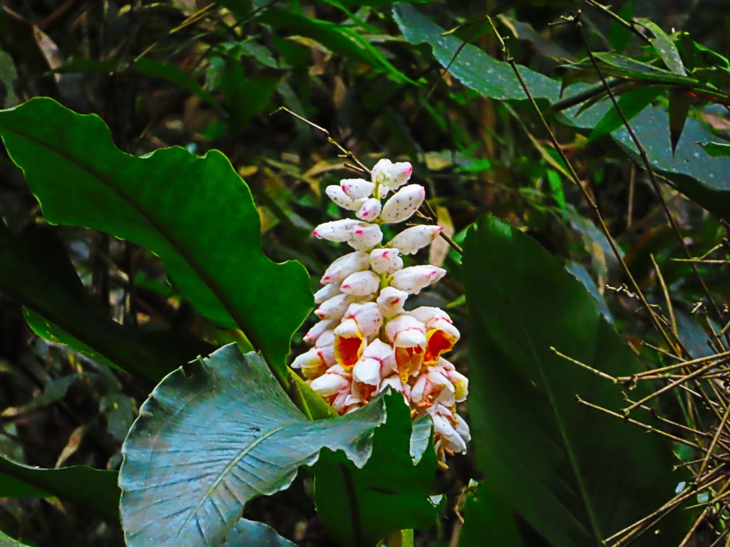 好療癒及老少咸宜的步道：百吉林蔭步道_551048