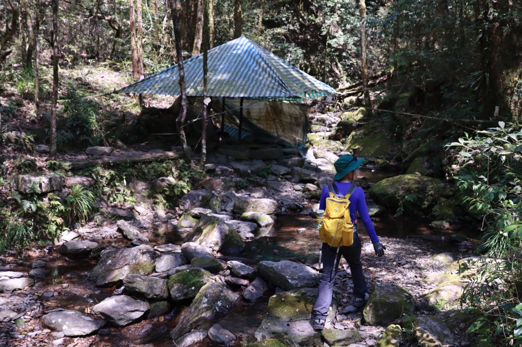 北插山腳散步之赫威神木群_2757684