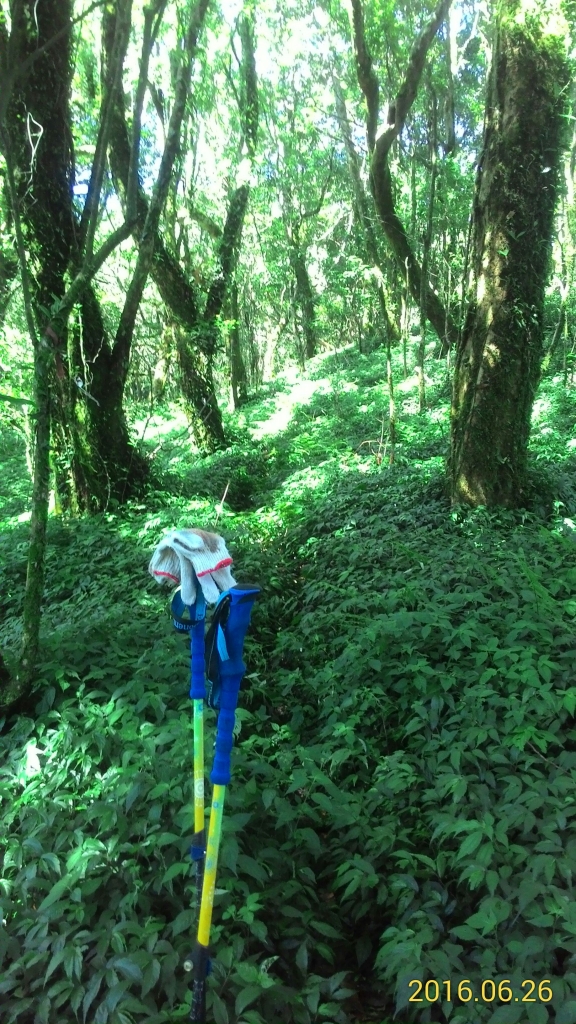 20160626新竹尖石 魯壁山,東穗山_51206
