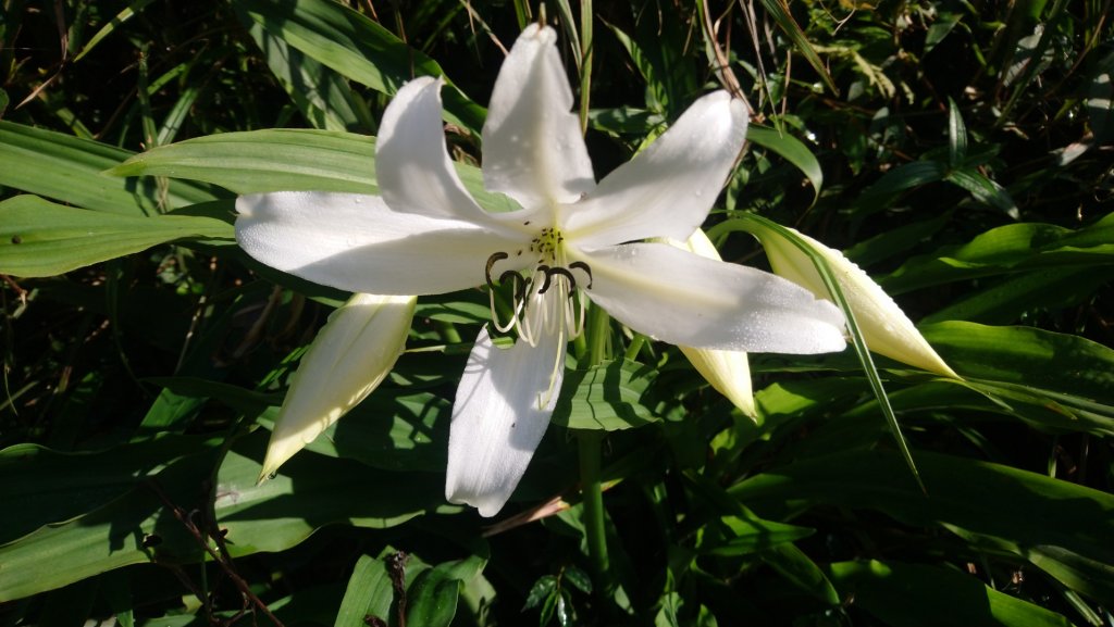 去了還想再去的抹茶山（聖母山莊）_1029584