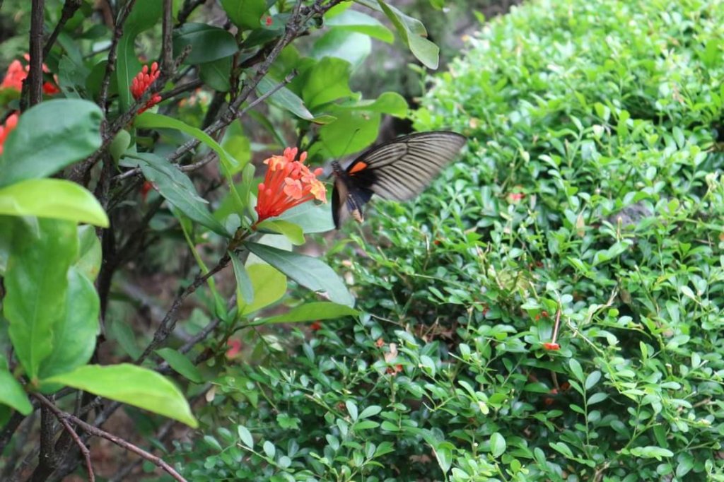 〔內湖〕文間山，劍南蝶園，劍潭古寺，婆婆橋 鄭成功廟步道_2249248