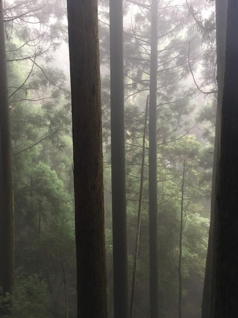 觀霧檜山巨木森林步道_171741