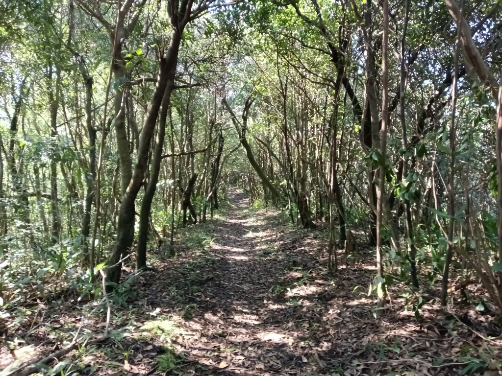 基隆市界寮縱走之七分寮山+友蚋山+印地安頭像+七汐農路O型_2967991