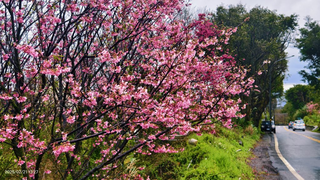 #十八份拐圳步道 #墨染櫻 2/21_2717235