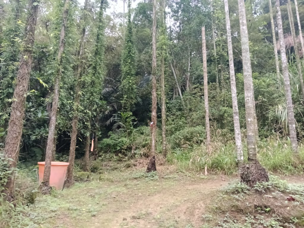 雙溪區彎穹平林山+平湖東步道+紙坑古道(億山煤礦)+紙坑山出平水聚落O型_2965788