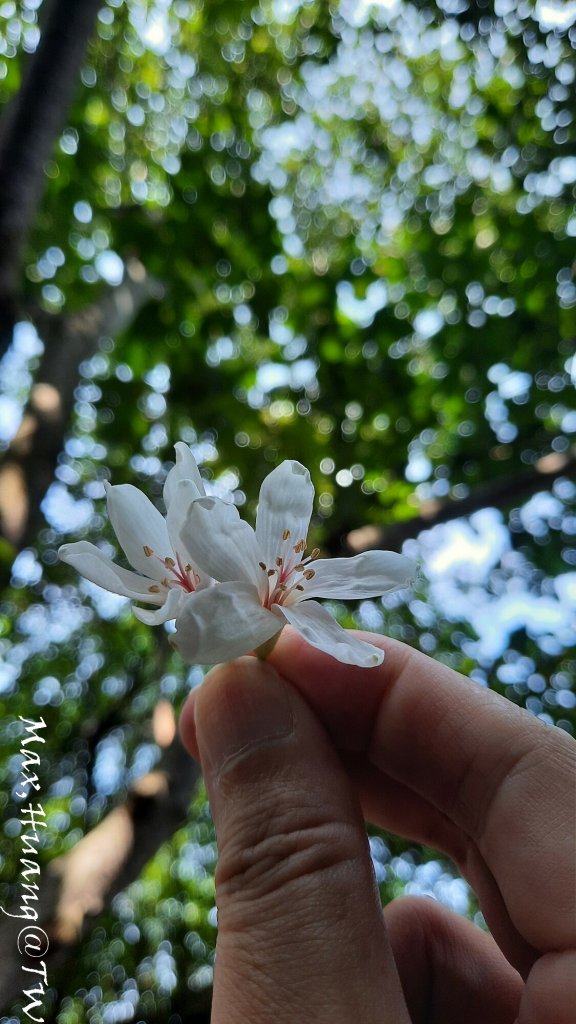 《台中》水向東流｜外埔水流東桐花步道20230916_2284243