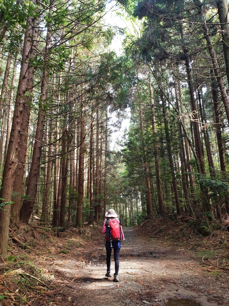 20190428雪見北坑山大板根_575134