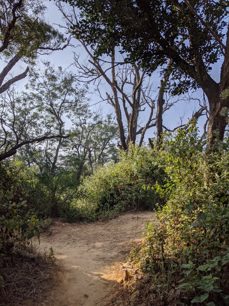 【高雄-小百岳】觀音山_稜線連峰O型縱走_796524