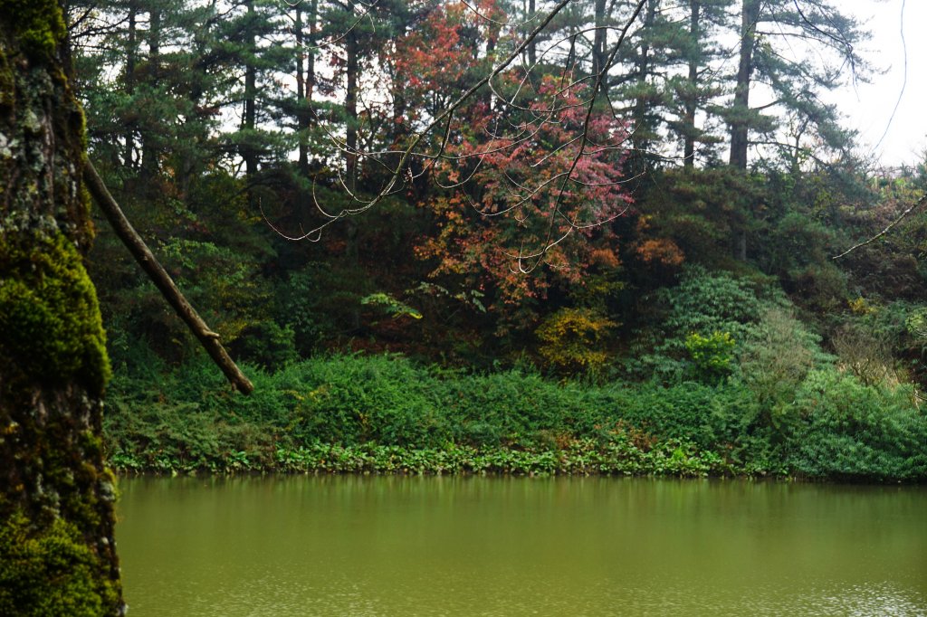 深秋。楓紅_1190395