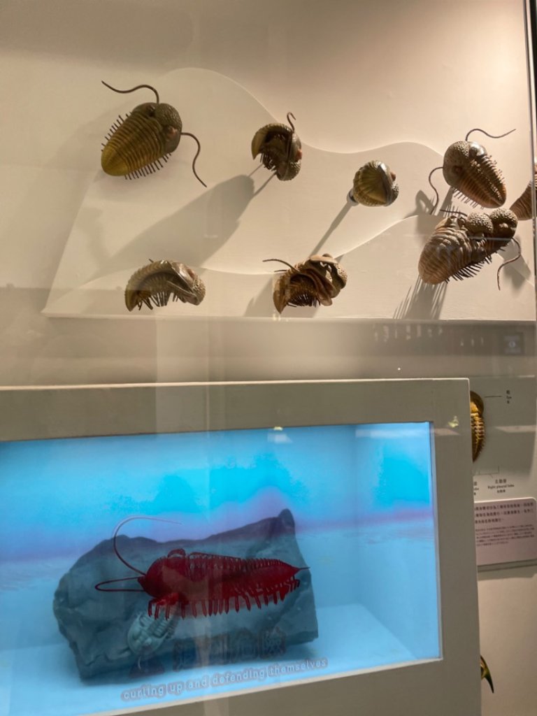 雨天備案💙 台灣博物館的古生代館-台大動植物館免費參觀-北投♨️季_2799004