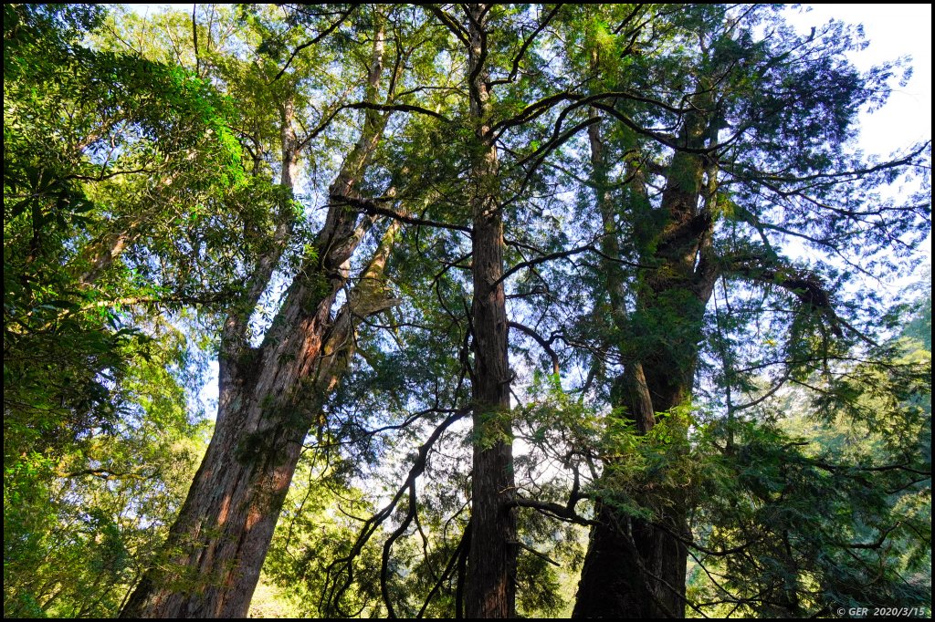 全台最大的紅檜森林 ~ 拉拉山巨木群_885536