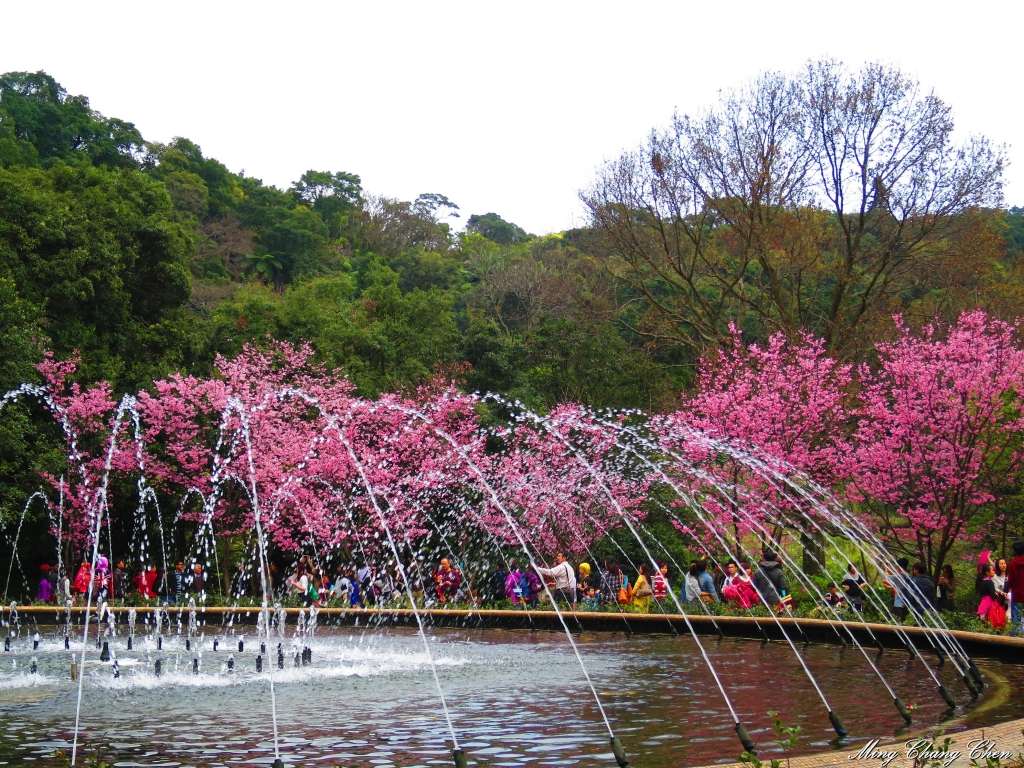 20150221~2015陽明山花季 行義橋情人瀑布 北投文物館~櫻花_14481