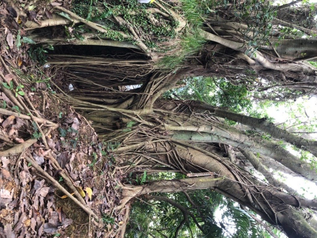 漢生郊山_1474725