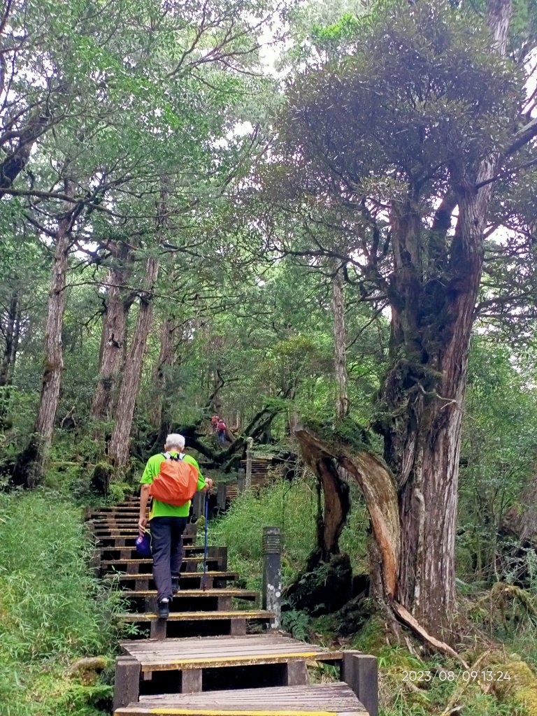 宜蘭太平山 - 檜木原始林步道、鐵杉林自然步道（2-2 太平詩路至翠峰景觀道路）【走路趣尋寶】_2245268