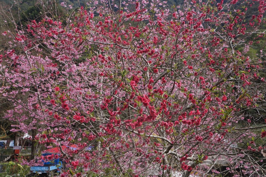 現在來石壁風景區九芎神木區賞花正是時候！_1614789