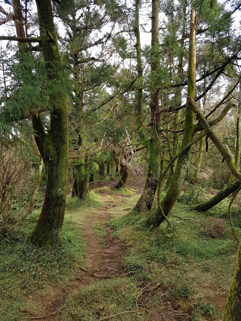 頂山 原味冬賞封面圖