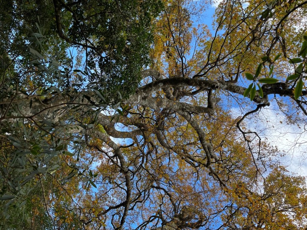 20221112_北得拉曼山_2762249